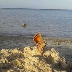 Ahmed Dashesha