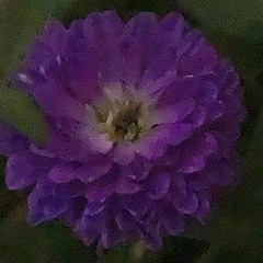 Aster