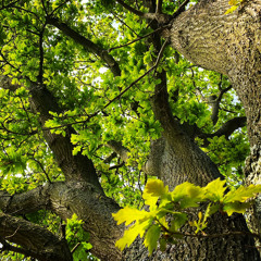 Colibri de Normandie