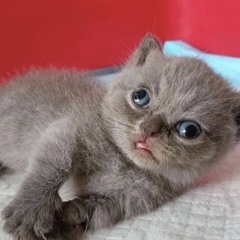 touch grss