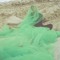 Hewan Aman | ሔዋን