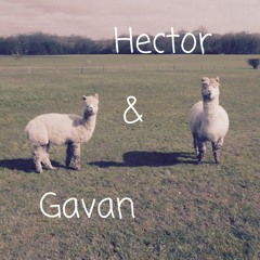 Hector And Gavan