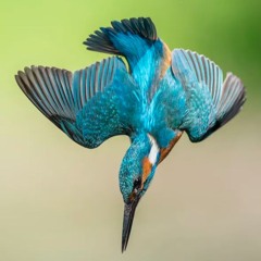 Kingfisher