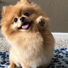 Stream Pomeranian Boo Sahiplenirken Nelere Dikkat Edilmeli? by Pomeranian  Boo İlanları ve Fiyatları | Listen online for free on SoundCloud