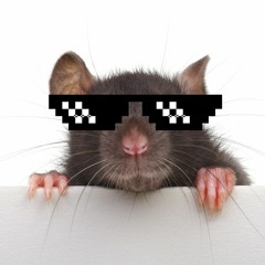 Cutest Rat