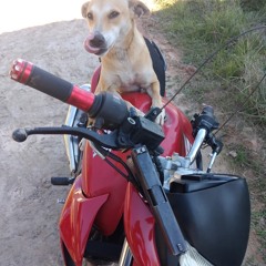 TREMM BABI