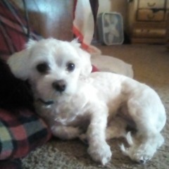 thefuzzypuppy123