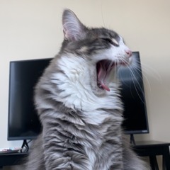 cody
