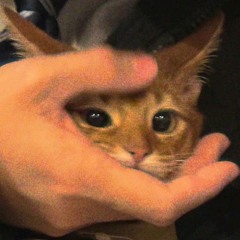 kaii