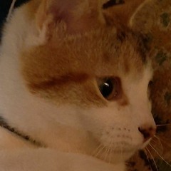 meow