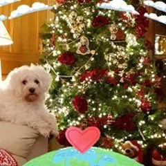 Margaret O'Neill Harrington