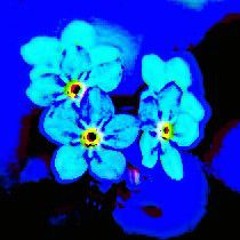 myosotis