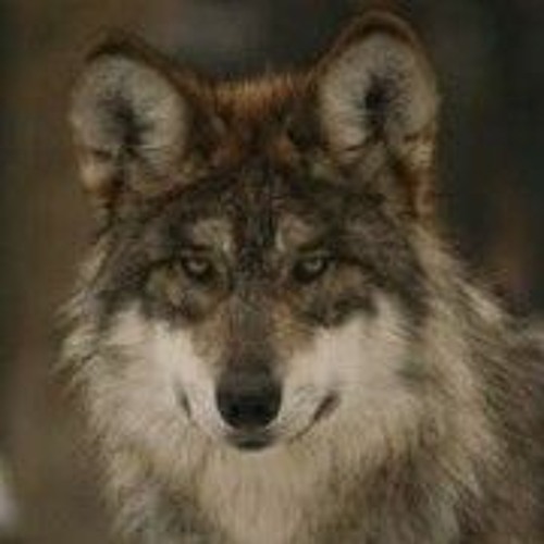 Rabid Wolfdog’s avatar