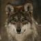 Rabid Wolfdog