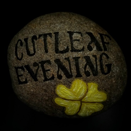 Cutleaf Evening’s avatar