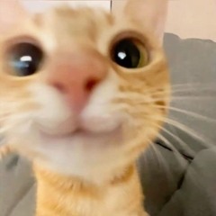 ze_randomizer