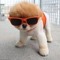 ANGRY DOG