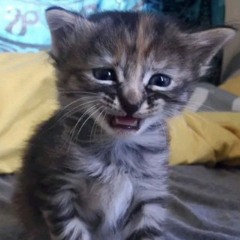 All I want for Krachmas feat. CatOnMDMA