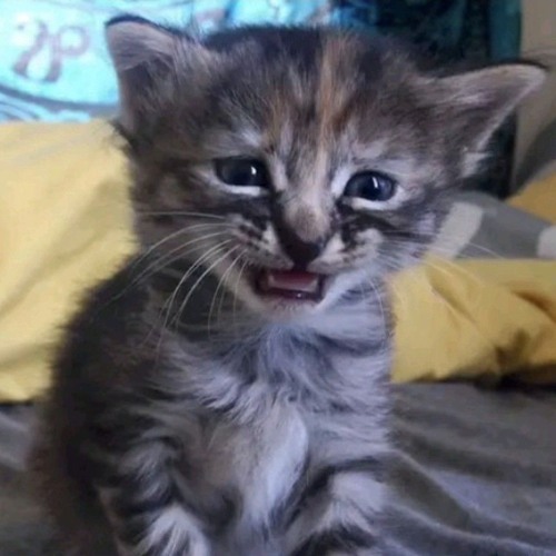 All I want for Krachmas feat. CatOnMDMA