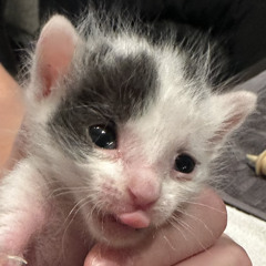 Special Kitty