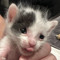 Special Kitty