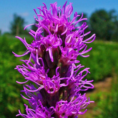 liatris