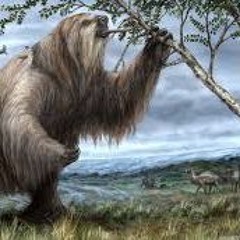 Xenarthra