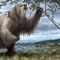 Xenarthra