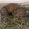 Love.quails