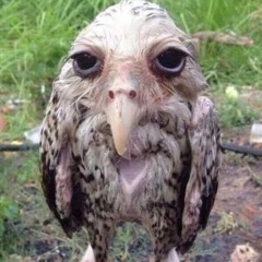 濡れたフクロウ