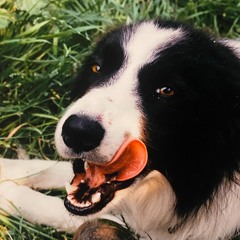 Dog Lips