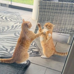 𝕾𝖈𝖆𝖗𝖑𝖊𝖙𝖙