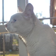 aixa