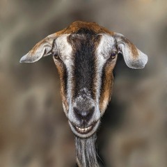 Maron (Ambientarium)