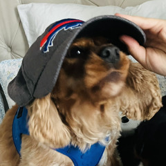 Gus the bear