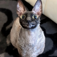Intertiamonkey