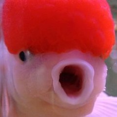 Sir Squish
