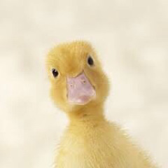 duck famous