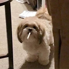 Vũ Long