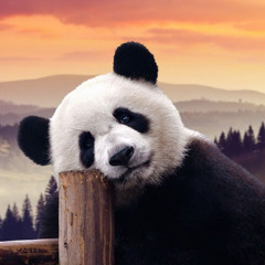 PandA🐼