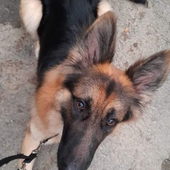 Bex