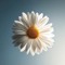 Chasing Daisies