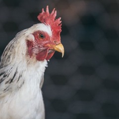 Charlotte Fang77 (chicken arc) (real)