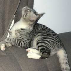 مجيديات 🎼 - عبدالمجيد عبدالله