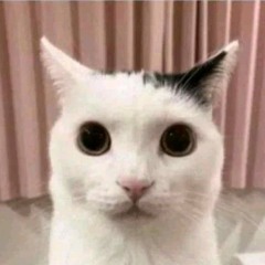 cccc