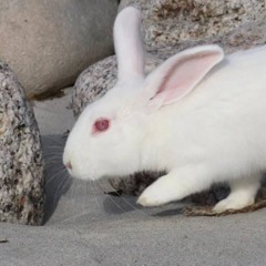 tutelary deity･ﾟ✧*:･ﾟ✧ .・゜゜・