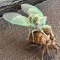 cicadaharmony