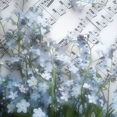 allium☆