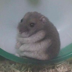 Mich M