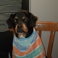 Gus@